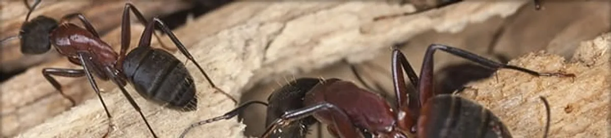 Close-up of ants on wood showing an active ant infestation in Erie, PA