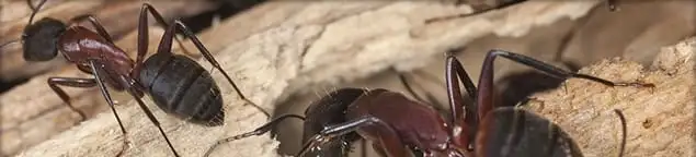 Close-up of ants on wood showing an active ant infestation in Erie, PA