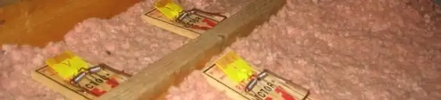 Mouse traps placed in an attic for rodent control in Erie, PA