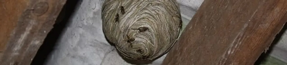 Wasp nest in an attic space, a common home infestation risk in Erie, PA