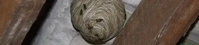 Wasp nest in an attic space, a common home infestation risk in Erie, PA
