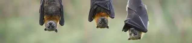 Bats roosting together, a common sign of a bat infestation in Erie, PA