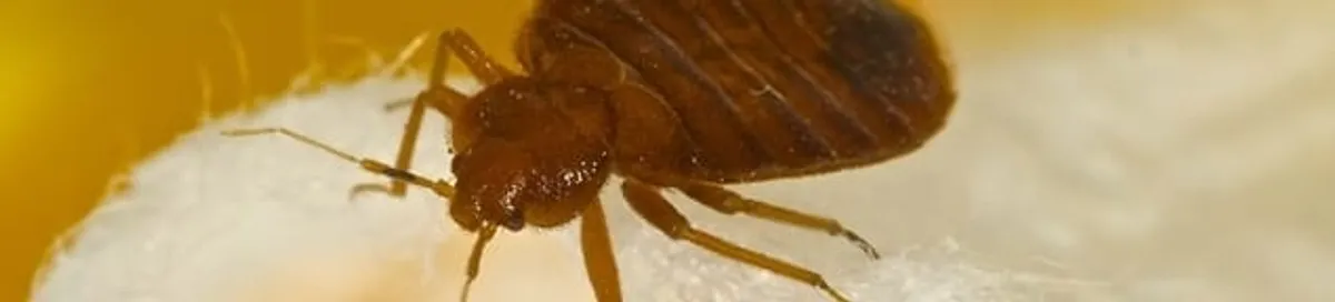 Close-up of a bed bug, a sign of an active infestation in Erie, PA