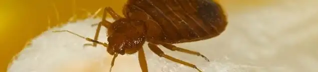 Close-up of a bed bug, a sign of an active infestation in Erie, PA