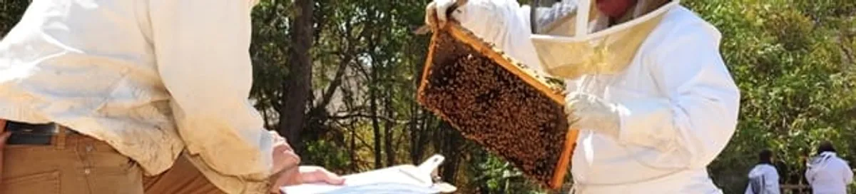 Bee removal specialists relocating a hive and honeycomb safely in Erie, PA