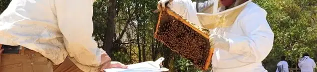 Bee removal specialists relocating a hive and honeycomb safely in Erie, PA