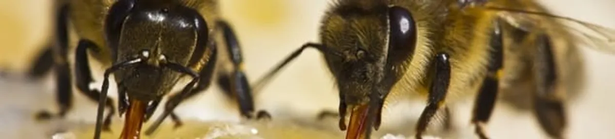 Close-up of honey bees, a sign of a nearby hive in Erie, PA