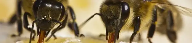 Close-up of honey bees, a sign of a nearby hive in Erie, PA