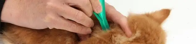 Flea treatment for pets using a flea comb, a sign of flea problems in Erie, PA