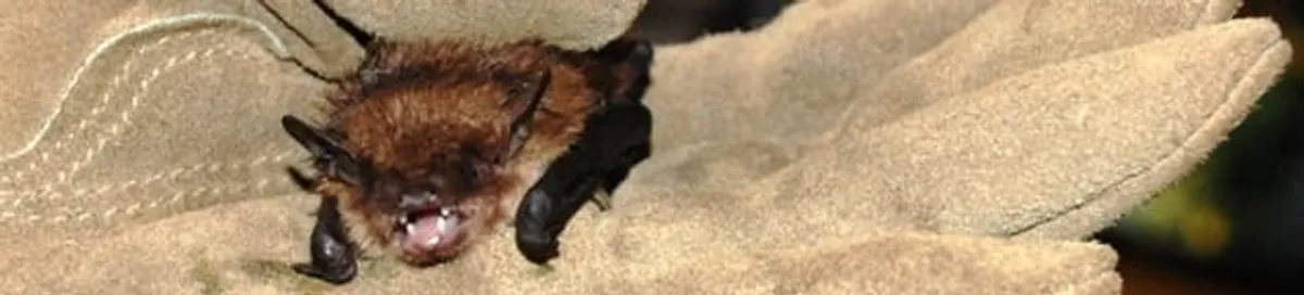 Bat removal specialist holding a bat safely during humane exclusion in Erie, PA