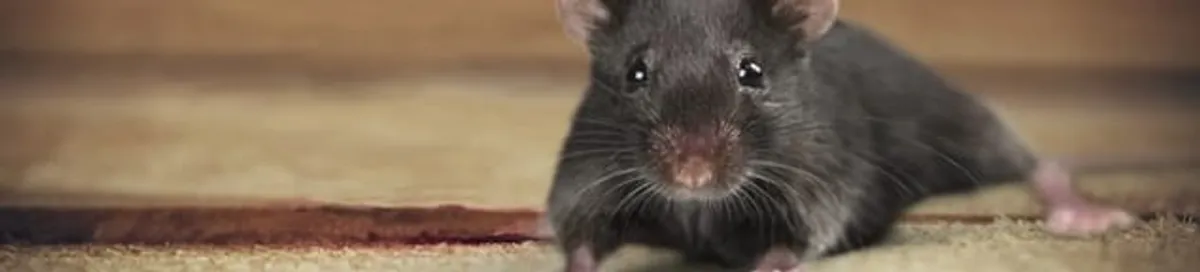 Mouse indoors, a common sign of a rodent infestation in Erie, PA