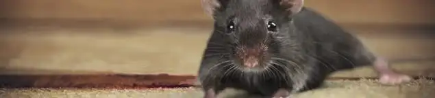 Mouse indoors, a common sign of a rodent infestation in Erie, PA