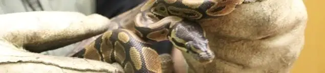Snake removal specialist safely handling a snake with protective gloves in Erie, PA