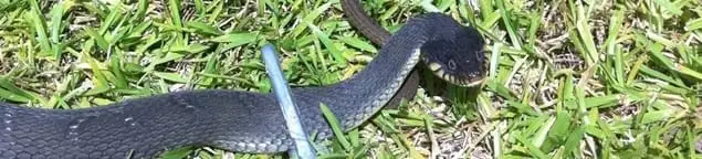 Snake in a yard, a common sign of a snake problem near a home in Erie, PA