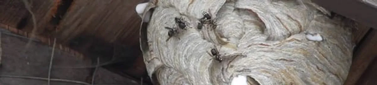 Close-up of a wasp nest with active wasps, a sign of an infestation in Erie, PA