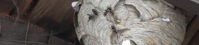 Close-up of a wasp nest with active wasps, a sign of an infestation in Erie, PA